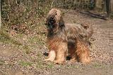 BRIARD 001